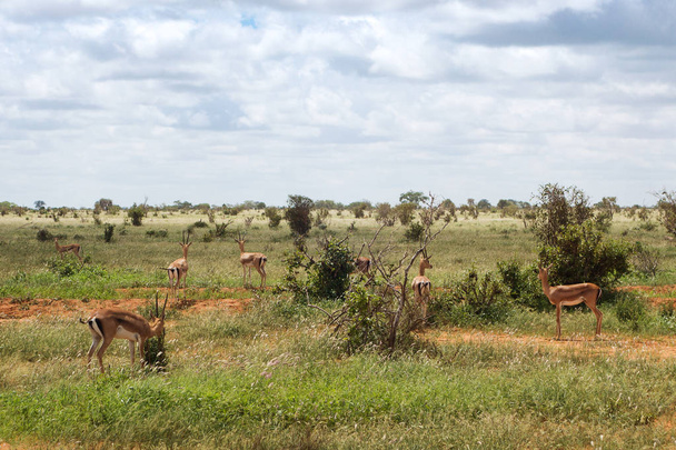 Gruppo di gazzelle della savana
 - Foto, immagini