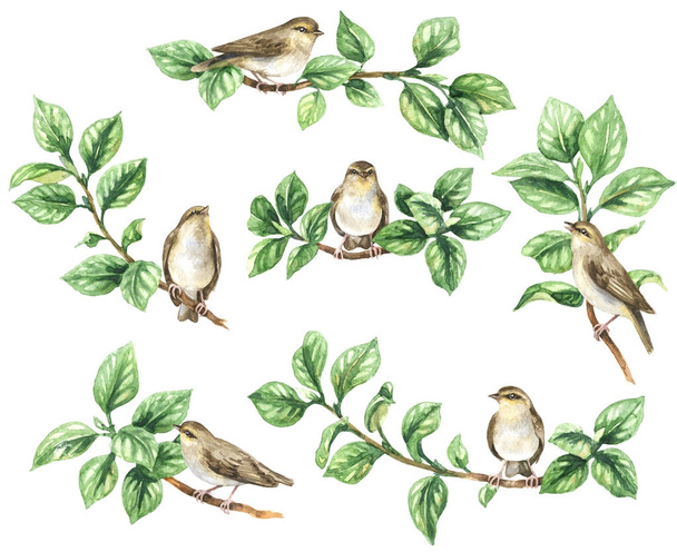 Watercolor Set  of Songbird on Branches  - Фото, зображення