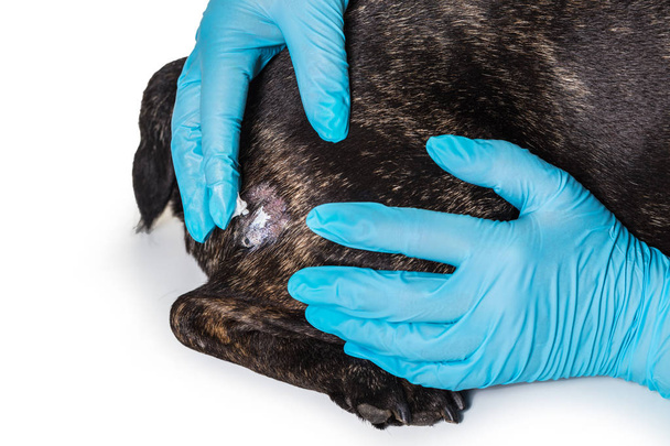veterinarian treats skin disease of a dog  - Фото, зображення