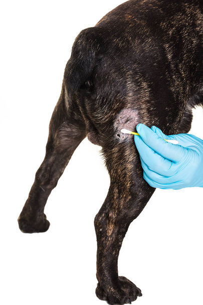Veterinary doctor treats a wound  - Фото, зображення