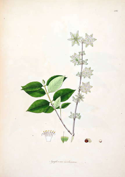 Illustration botanique. Plantes de la côte de Coromandel Londres 1793
 - Photo, image