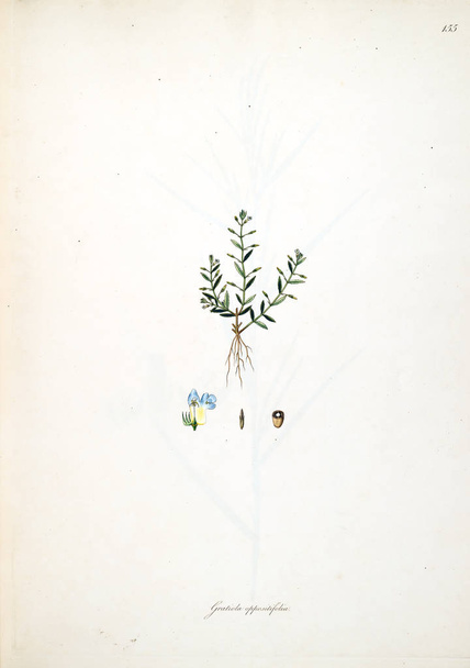 Botanikai illusztráció. Növényeket, a part Coromandel londoni 1793 - Fotó, kép