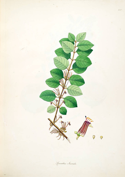 Ботанічні ілюстрації. Рослини узбережжя Coromandel Лондоні 1793 - Фото, зображення