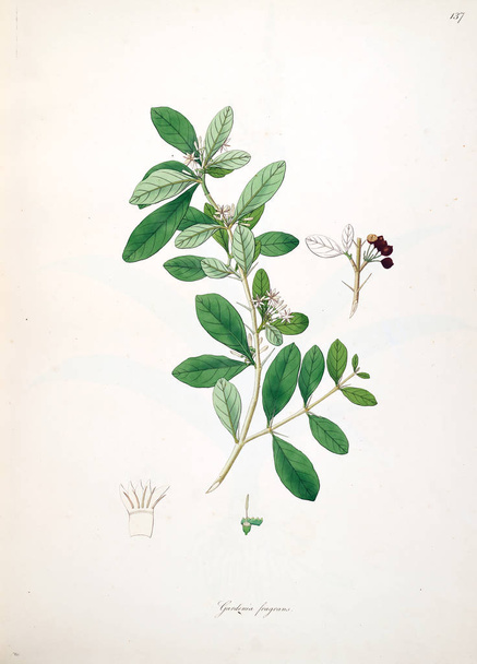 Ilustração botânica. Plantas da costa de Coromandel Londres 1793
 - Foto, Imagem