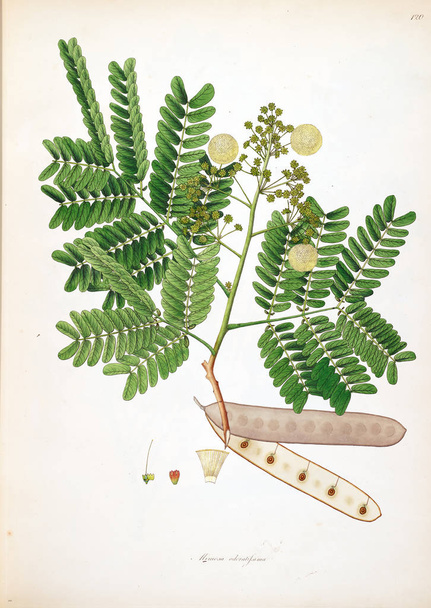 Botanikai illusztráció. Növényeket, a part Coromandel londoni 1793 - Fotó, kép