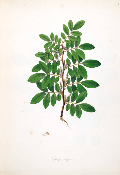 Ilustracji botanicznych. Rośliny z wybrzeża Coromandel Londyn 1793 - Zdjęcie, obraz