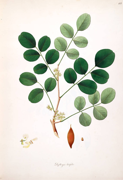 Ботанічні ілюстрації. Рослини узбережжя Coromandel Лондоні 1793 - Фото, зображення