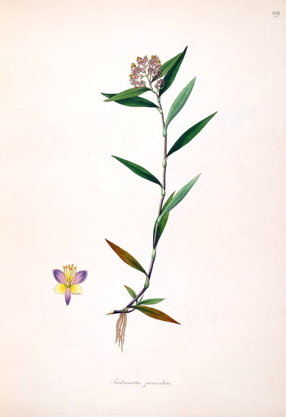 Botanik illüstrasyon. Bitkiler, sahil Londra'nın Coromandel 1793 - Fotoğraf, Görsel