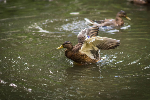 Ducks bathing in a cloud of spray in a pond - Zdjęcie, obraz