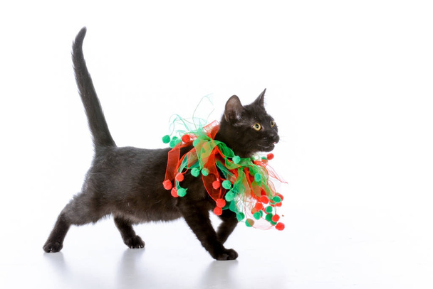christmas kitten - Фото, изображение