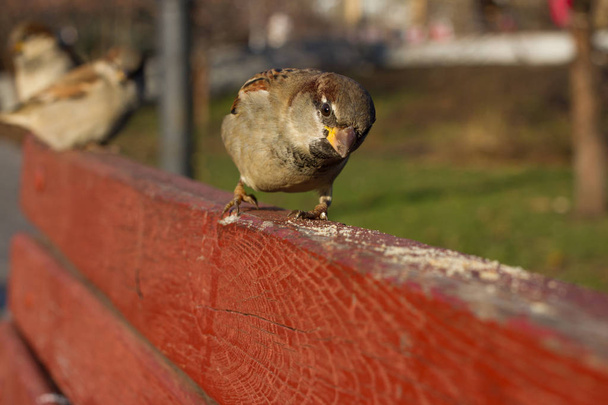 Passero dell'albero o Passero montano eurasiatico. Uccello comune isolato in piedi sulla tavola rossa. Passeri veri, o passeri del Vecchio Mondo
 - Foto, immagini