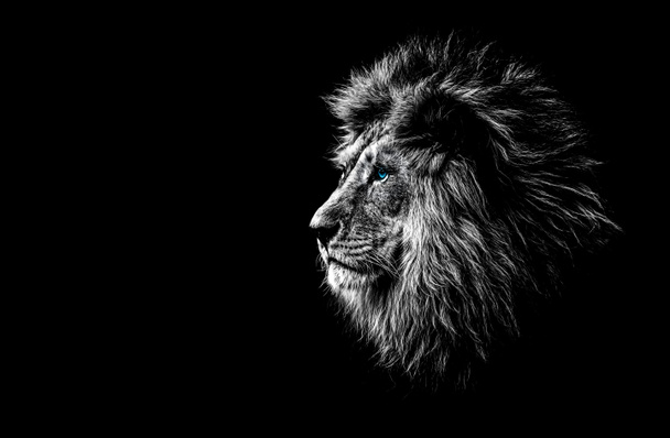 lion en noir et blanc
 - Photo, image