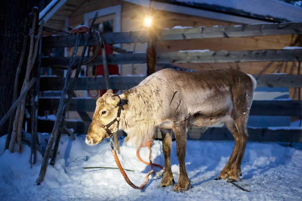 Reindeer standing in night farm in Lapland Finland - Photo, Image