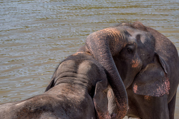 Elefantes bañándose en el río
 - Foto, Imagen