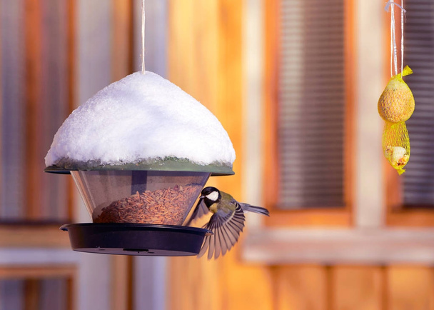 Pták, jíst u birdfeeder v zimě Rovaniemi - Fotografie, Obrázek