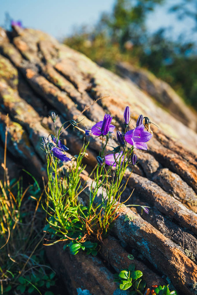 фиолетовые цветы, растущие на скале, закрыть
 - Фото, изображение