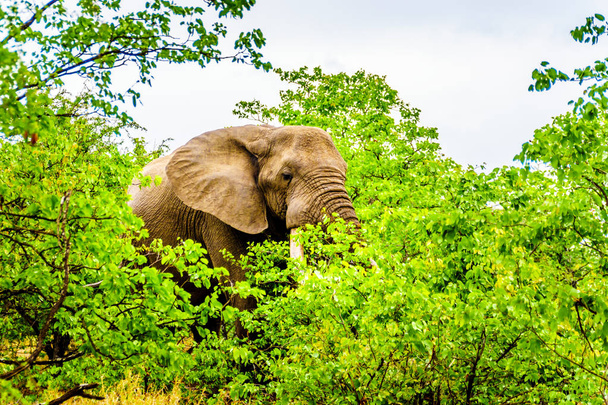 Velký dospělý slon africký jíst listy z keře stromy v lese poblíž letiště Letaba Krugerův národní Park, velké přírodní rezervace v Jižní Africe - Fotografie, Obrázek