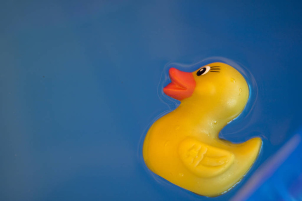 canard jaune de piscine
 - Photo, image