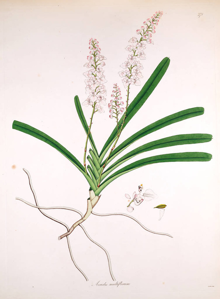 botanische Illustration. Pflanzen der Küste von Coromandel London 1819 - Foto, Bild