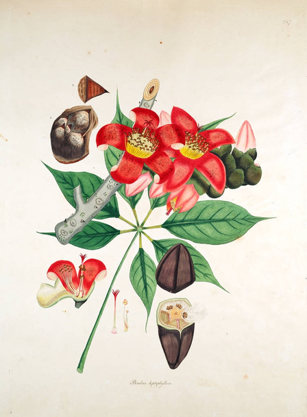 Ilustração botânica. Plantas da costa de Coromandel Londres 1819
 - Foto, Imagem