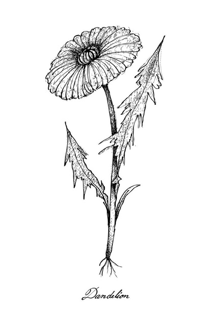 白い背景にタンポポ植物の描かれた手 - ベクター画像