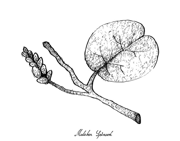Hand Drawn of Malabar Spinach on White Background - Vector, Imagen