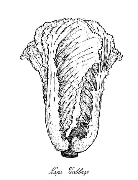 Dibujado a mano de la col de Napa sobre fondo blanco
 - Vector, imagen