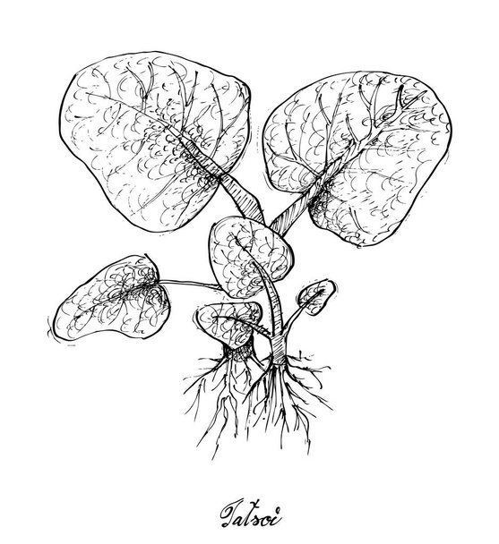Disegnato a mano di Tatsoi su sfondo bianco
 - Vettoriali, immagini