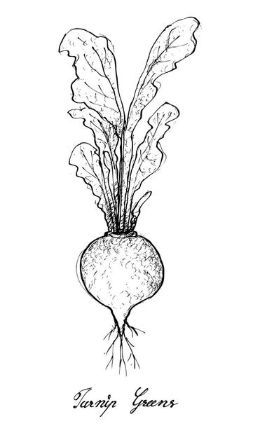Hand Drawn of Turnip Greens on White Background - Vector, Image