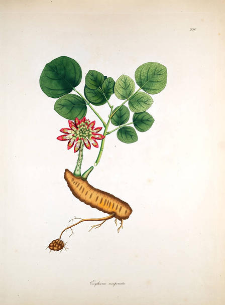 Botanikai illusztráció. Növényeket, a part of Coromandel London 1819 - Fotó, kép