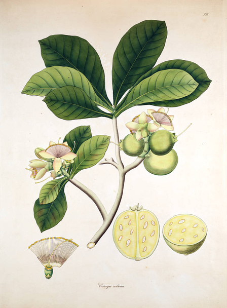 Botanical illustration. Plants of the coast of Coromandel London 1819 - Photo, Image