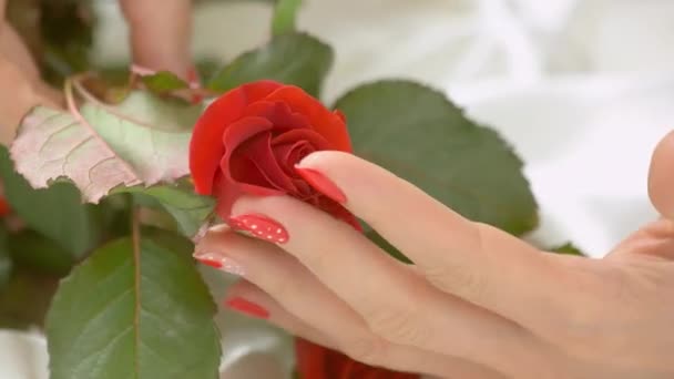 Woman hand gently touching rose bud. - Video