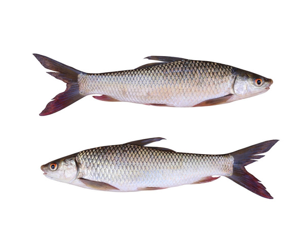 Seven-striped barb or Julian's golden carp of freshwater fish is - Photo, Image
