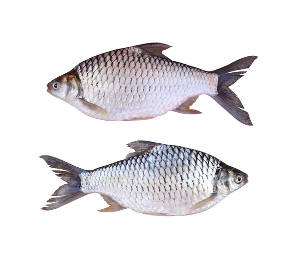 Java barb or Silver barb of freshwater fish isolated on white ba - 写真・画像