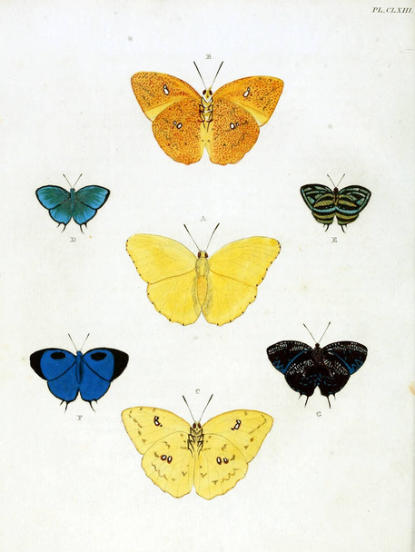 Butterflies. Aanhangsel van het werk, De uitlandsche kapellen. A Amsteldam :Chez Barthelmy Wild,1779-1782 - Foto, afbeelding