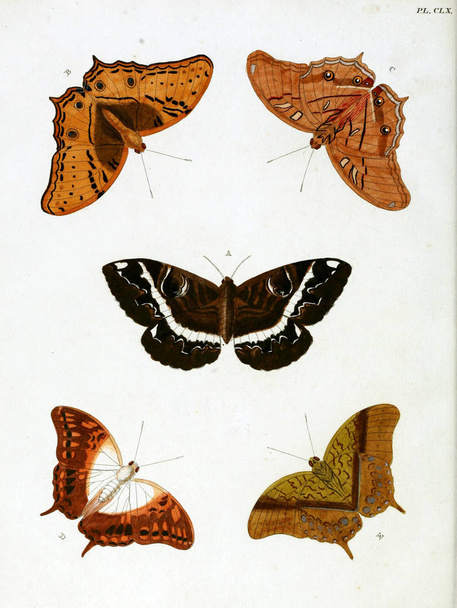 Butterflies. Aanhangsel van het werk, De uitlandsche kapellen. A Amsteldam :Chez Barthelmy Wild,1779-1782 - Foto, afbeelding