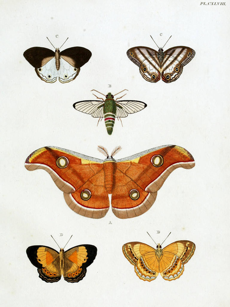 Butterflies. Aanhangsel van het werk, De uitlandsche kapellen. A Amsteldam :Chez Barthelmy Wild,1779-1782 - Zdjęcie, obraz
