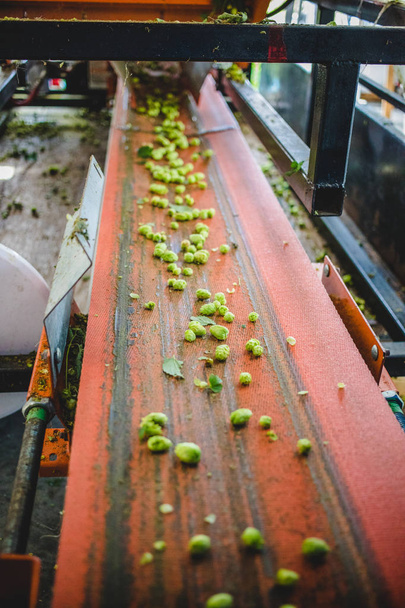 View to conveyor with harvested cascade hop on farm. - Fotografie, Obrázek