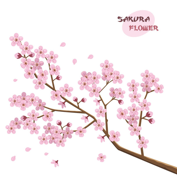 Sakura virágokat. Japán cseresznye fa. - Vektor, kép