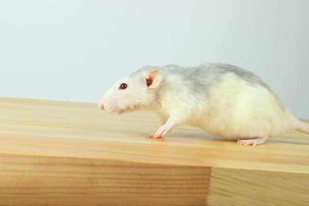 Милая белая крыса на деревянном столе. Белая Крыса. Симпатичная мышка на полу. Зоофобия, домашние животные, грызуны. Крысиный страх
. - Фото, изображение