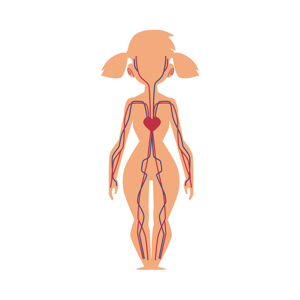 Anatomiediagramm des menschlichen Blutsystems, weiblicher Körper - Vektor, Bild