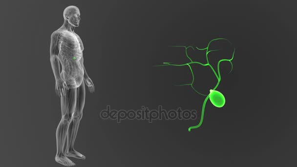 Szkielet widok tylnej pęcherzyka żółciowego człowieka, ciała na szarym tle - Materiał filmowy, wideo