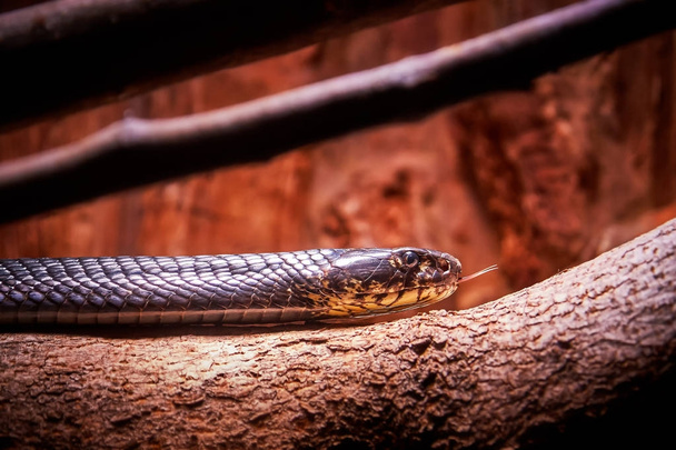 Metsäkobra (Naja melanoleuca), joka tunnetaan myös nimellä musta kobra ja mustavalkoinen huulinen kobra. Kopioi tila
 - Valokuva, kuva
