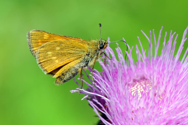 スキッパー (Ochlodes シルバヌス) の大型蝶 - 写真・画像