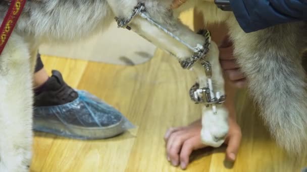 Cão com uma pata quebrada em uma clínica veterinária
. - Filmagem, Vídeo