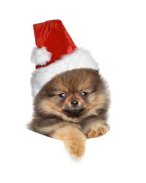 Cute puppy in Santa Red hat on white - Zdjęcie, obraz