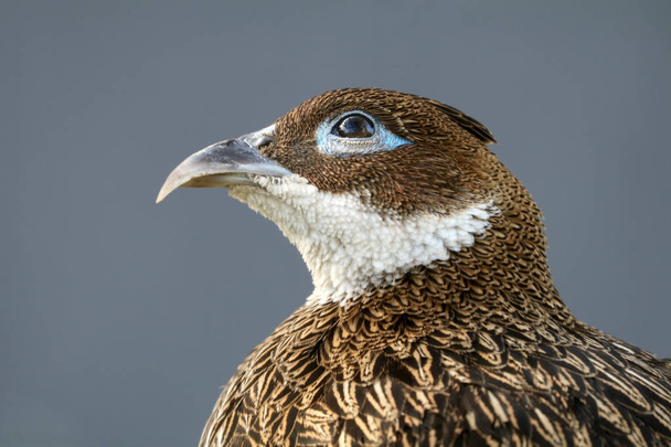pheasant bird close-up portrait - Zdjęcie, obraz