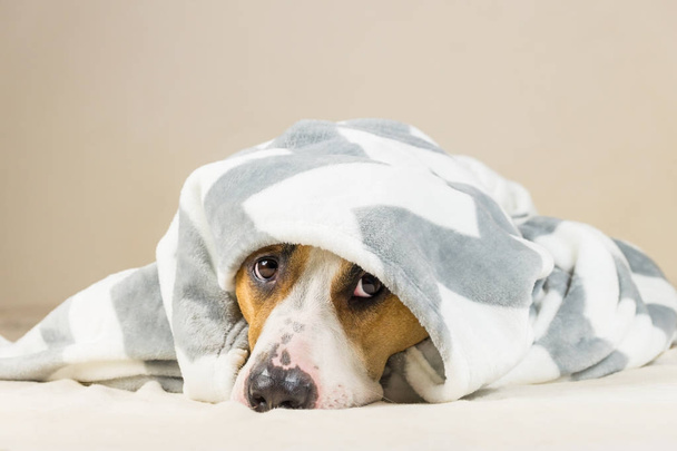 Shy puppy in warm throw blanket rests in bedroom - Photo, image