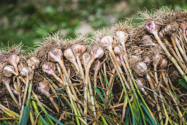 Freshly Picked Garlic Pile with Roots and lot of Dirt and Soil. - Foto, imagen