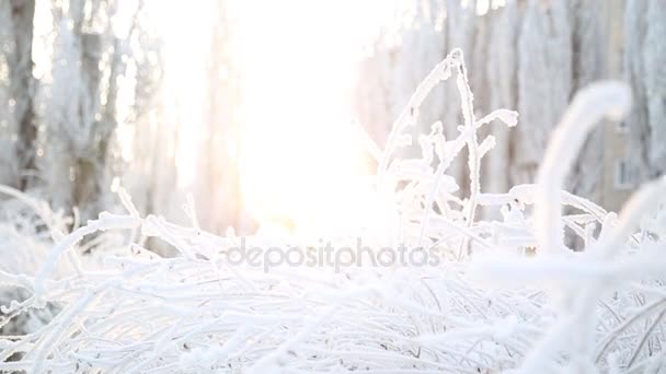 Frosty ochtend in de stad. De sneeuw lag mooi op de takken van bomen, de stad is erg koud - Video